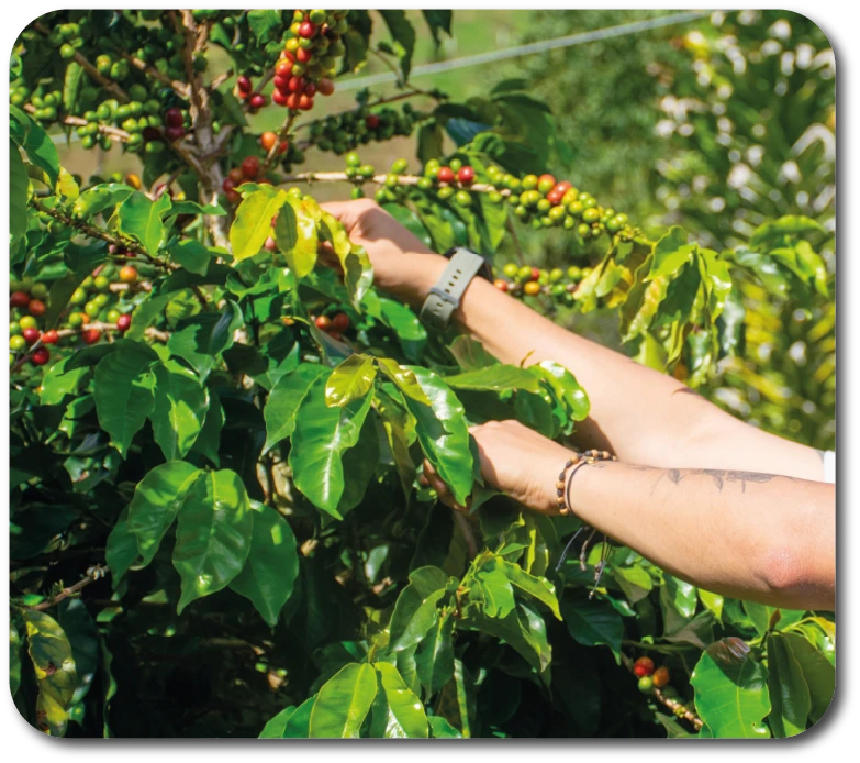 Tour Cafetero Potosí